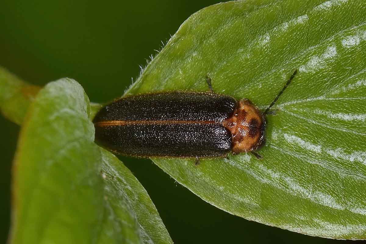 Luciola italica, Lampyridae